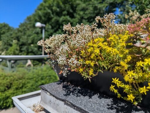 Sedumtag beplantet med blomster